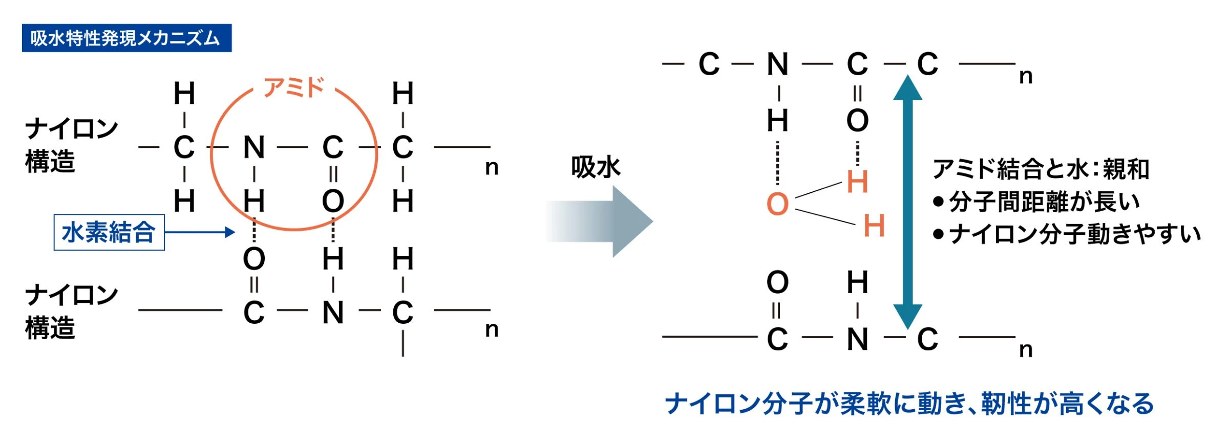 吸水特性発現のメカニズム